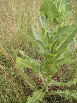 Štetka lesná poskytuje nektár aj peľ