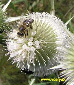 Štetka lesná poskytuje nektár aj peľ