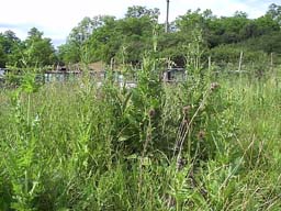 Štetka lesná so zadržanou vodou