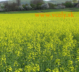 Rozkvitnutý porast repky ozimnej