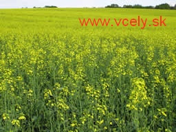 Porast repky ozimnej