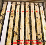 Celkové usporiadanie plodiska