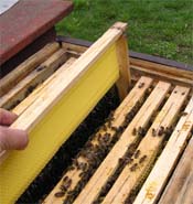 Pridanie Sr do stredu plodiska