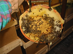 Detail plásta s otočného plodiska