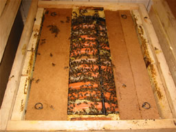 Obrázok otočného plodiska