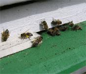 Prínos prvého peľu.