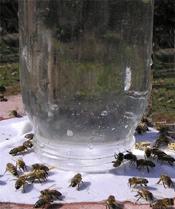 Včely nasávajú vodu na napájadle.