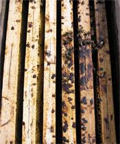 Silný a energický prelet je charakterizovaný silným včelstvom