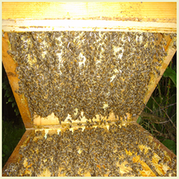 Warre úľ – prírodný, jednoduchý a úspešný