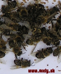 Mŕtve včely