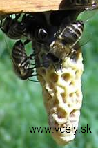 Chov matiek v umelých MB