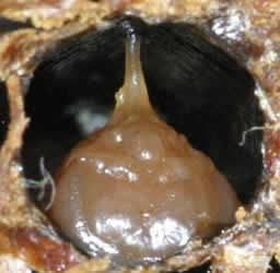 Detailný záber bunky napadnutej morom