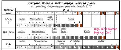 Vývojové štádia a metamorfóza včelieho plodu