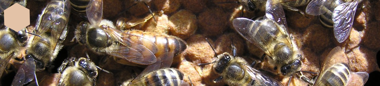 vcely.sk – včely, chov včiel, včelie produkty, choroby včiel, včelárske rastliny