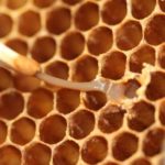 Národný program eradikácie moru a hniloby včelieho plodu na roky 2022 – 2023