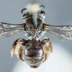 Objavený nový nezvyčajný druh včely so psím ňufákom