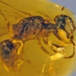 Prvé včely sa vyvinuli na starovekom superkontinente pred viac ako 120 miliónmi rokov