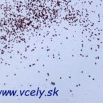 Vysoké zaťaženie roztočmi Varroa v novovytvorených včelstvách