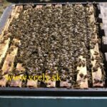 Vedci: Medonosné včely sa v chlade zhlukujú do chumáča, ale úplne sme sa mýlili v tom, prečo