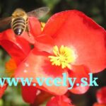 Výskumníci zistili, ako sa včely medonosné s nektárom vyhýbajú prehriatiu