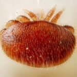 Prvý dôkaz účinnosti terénnej aplikácie technológie RNAi pri znižovaní zamorenia roztočom Varroa destructor u včely medonosnej (Apis mellifera)