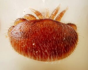 Prvý dôkaz účinnosti terénnej aplikácie technológie RNAi pri znižovaní zamorenia roztočom Varroa destructor u včely medonosnej (Apis mellifera)