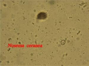 Mikrosporídie Nosema spp. – obligátne včelie parazity prenášané vzduchom