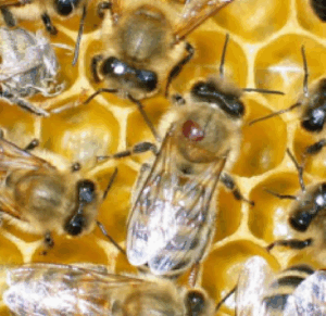 Neonikotinoidy a Varroa nútia včelstvo zabudnúť na predlžovanie dĺžky života počas zimovania