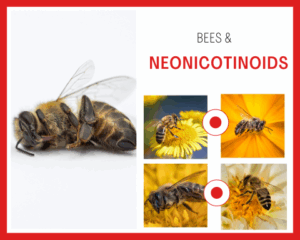 Akútne vystavenie subletálnym dávkam neonikotinoidných insekticídov zvyšuje tepelnú toleranciu včiel