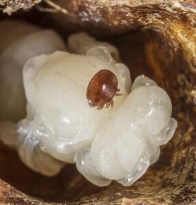 Ako dlho dokáže Varroa d. prežiť na včele?