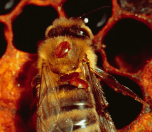 Vznikajúca rezistencia na amitraz a pyretroidy u Varroa v Kanade