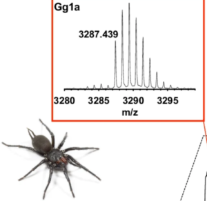 Jed z pavúka je toxický pre klieštika pri lokálnej aplikácii
