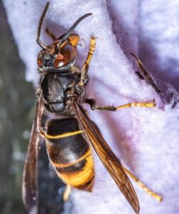 Sršeň ázijský (Vespa velutina nigrithorax): nový votrelec v strednej Európe